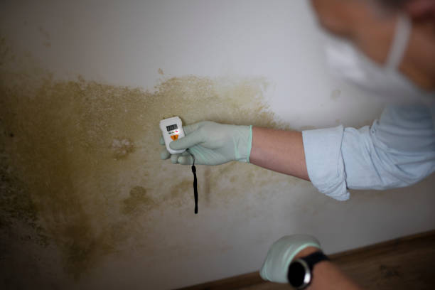 Best Mold Remediation for Specific Building Types in Colwich, KS